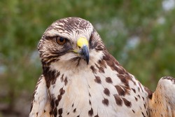 Swainson's Hawk (Buteo swainsoni)